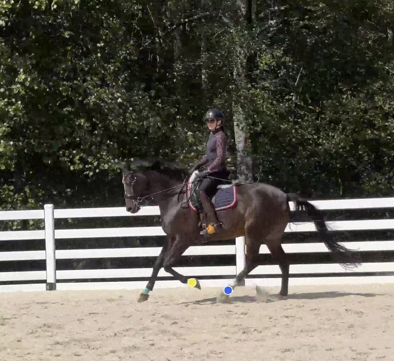 Bay horse cantering past a white fence, with yellow and blue tracking dots following the front and hind legs
