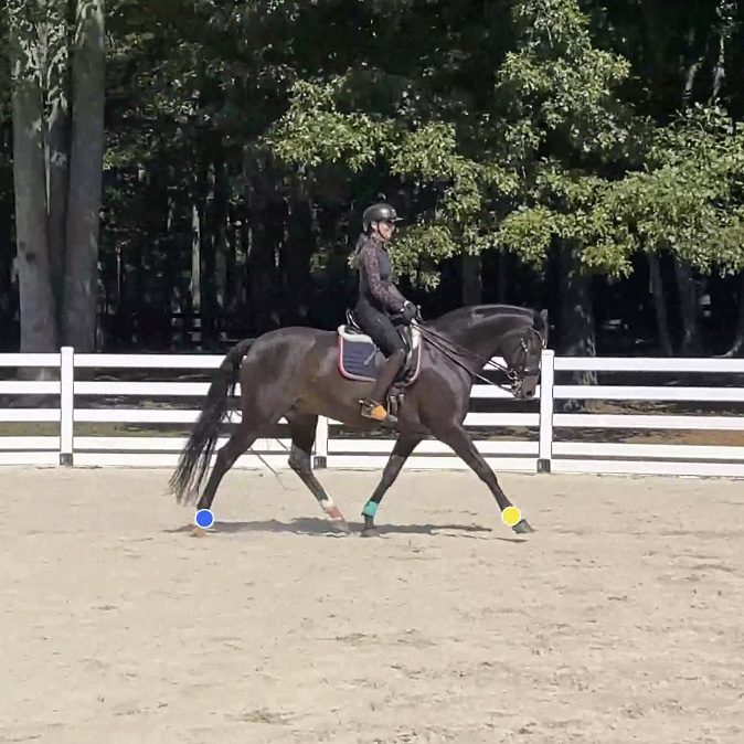 Bay horse trotting side-on in a sand arena, with a yellow tracking dot on the front hoof and a blue tracking dot on the hind hoof