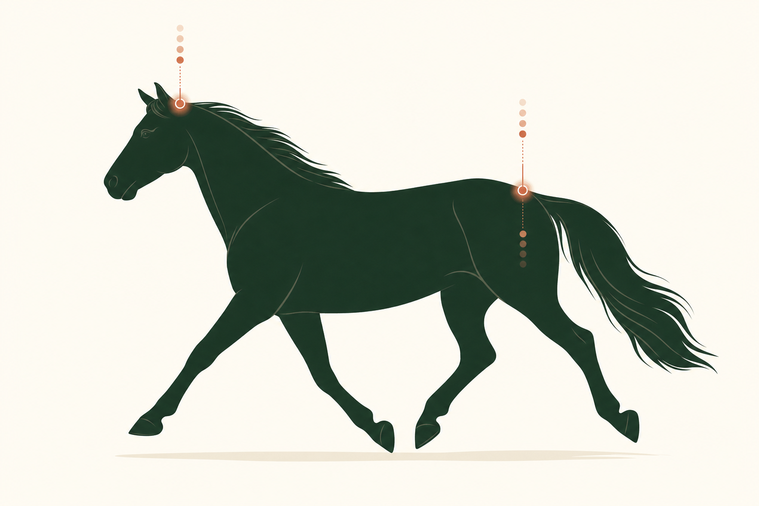 Side-view diagram of a trotting horse with the poll and tuber coxae (hip) landmarks marked, showing vertical bob paths for each