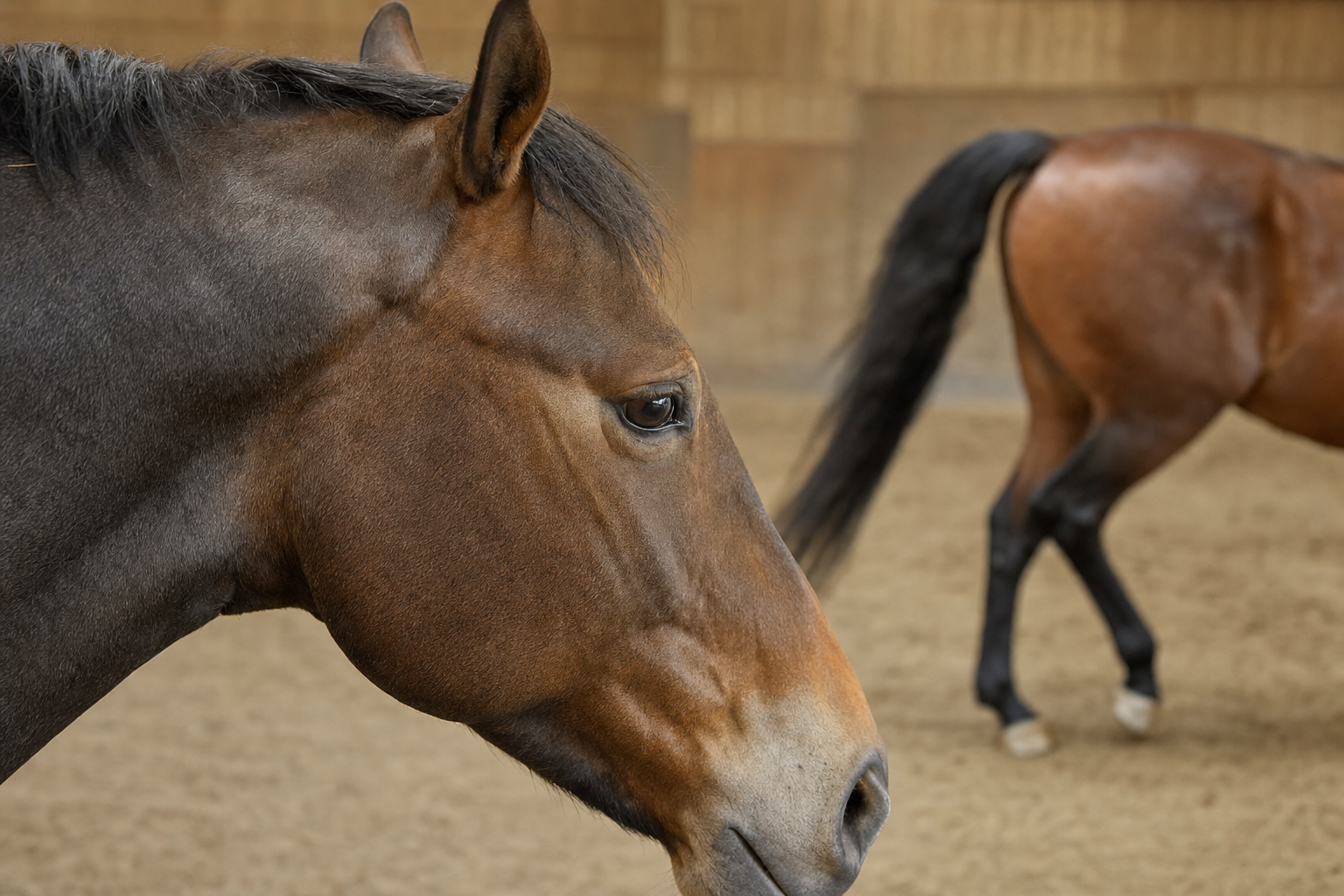 Close-up of a horse's head and poll in profile, with a second horse trotting softly in the background